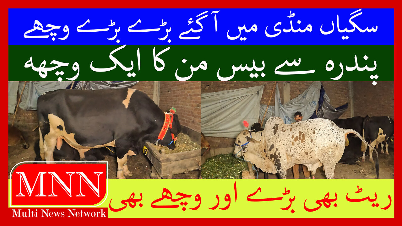 Over Size Bull Available In Saggian Market Watch In HD Urdu/Hindi