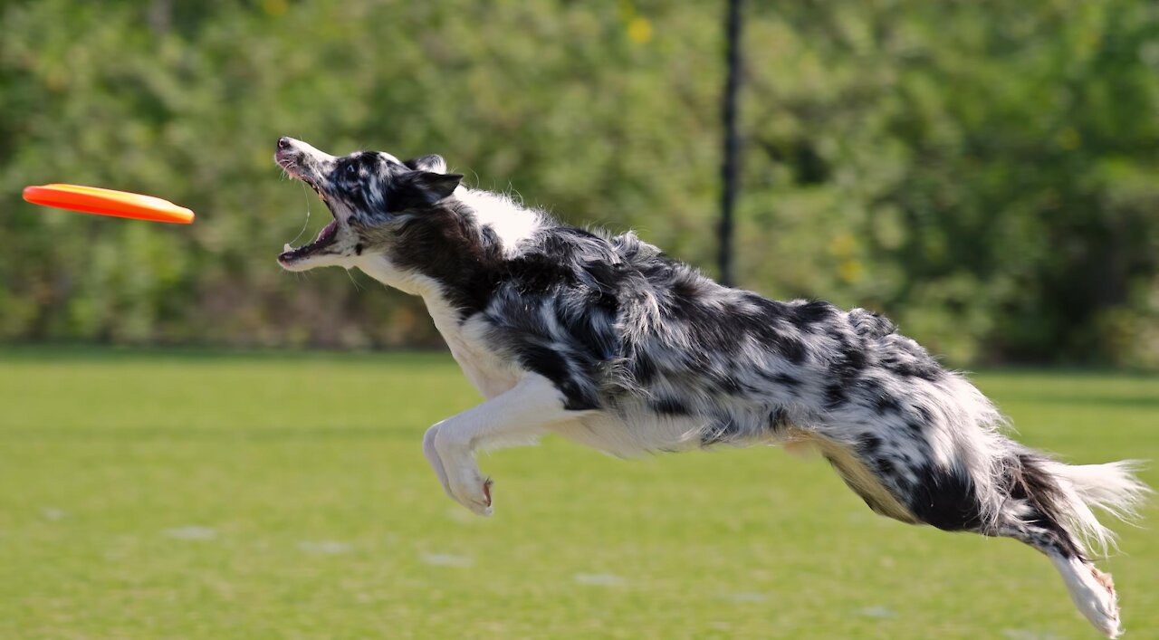 You will be impressed by these dogs | most intelligent dogs in the world