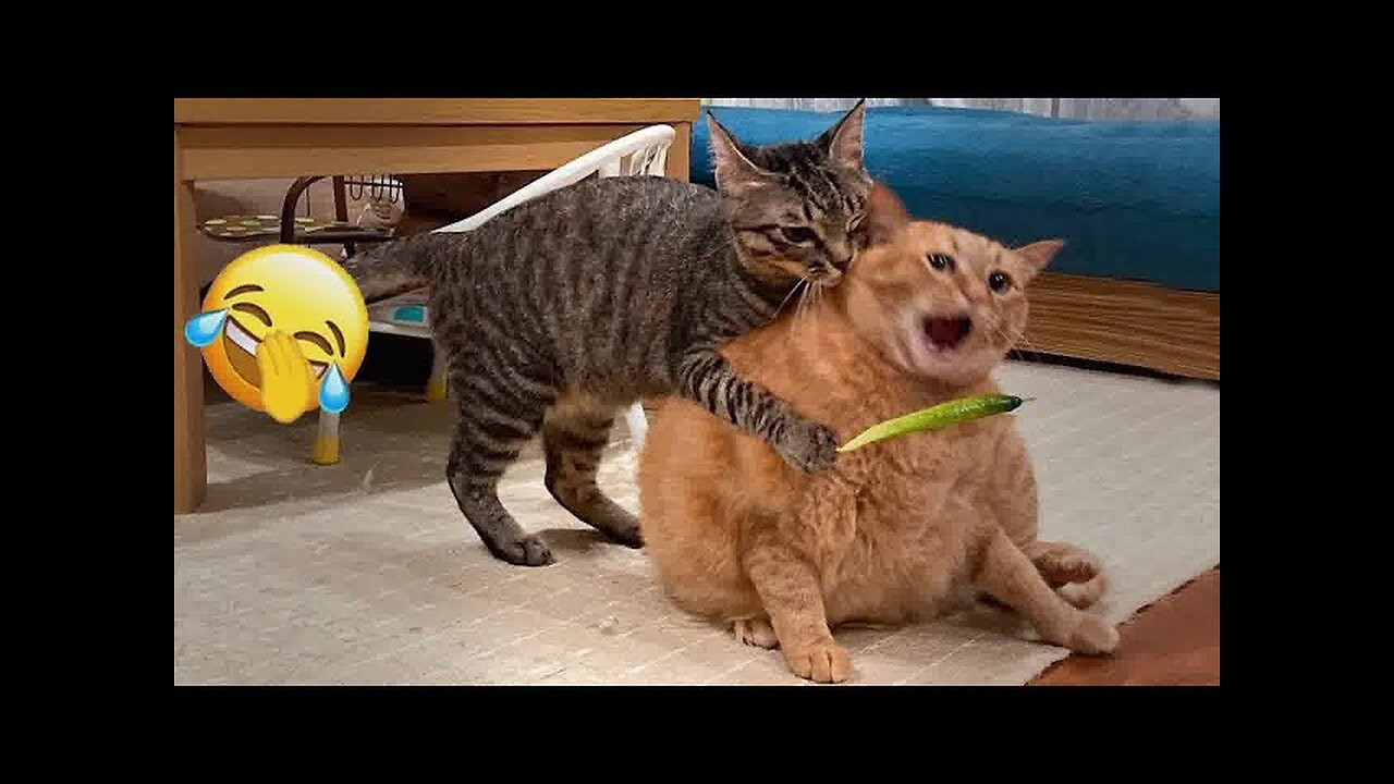 🤣😂 You Laugh You Lose Dogs And Cats 🐕😍 Best Funny Animal Videos # 6