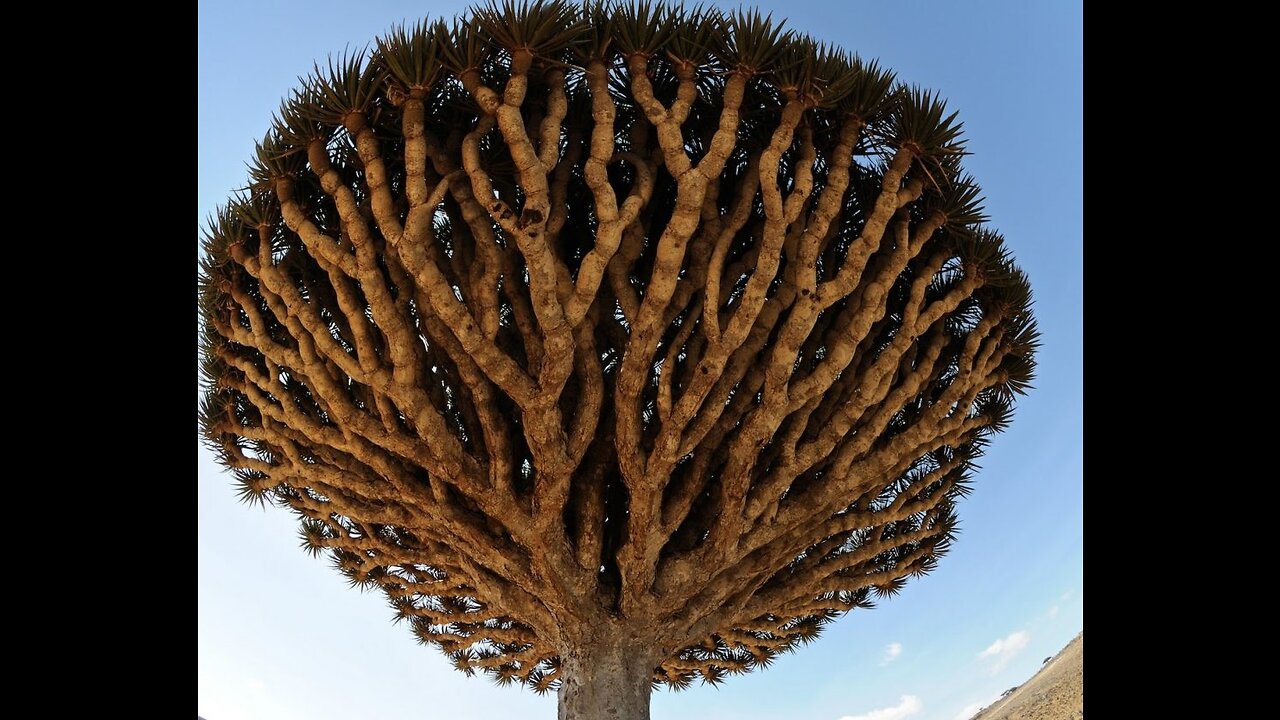 Socotra Island Is A Natural Beauty