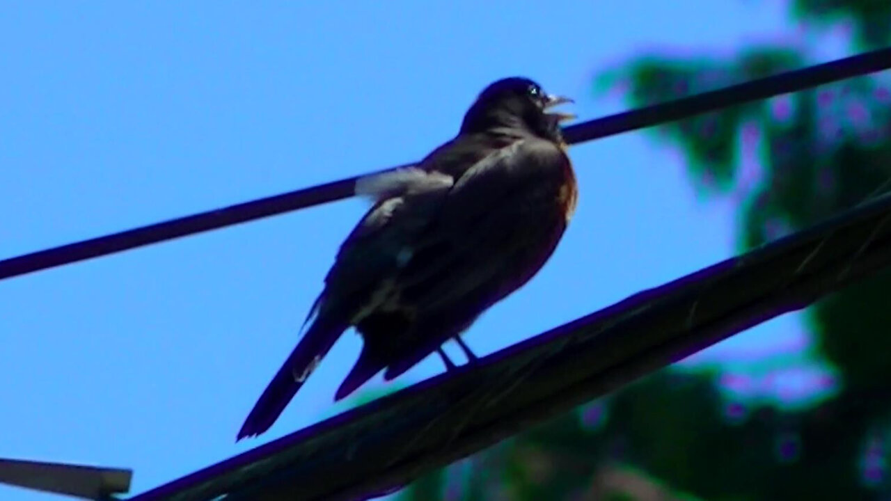 IECV NV #575 - 👀 American Robin Up On The Phone Line Singing Away 5-13-2018