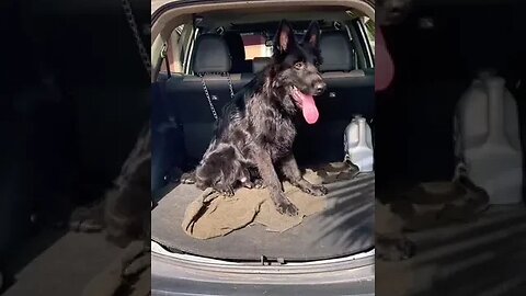 Beautiful All Black German Shepherd #shorts #doglover #cute