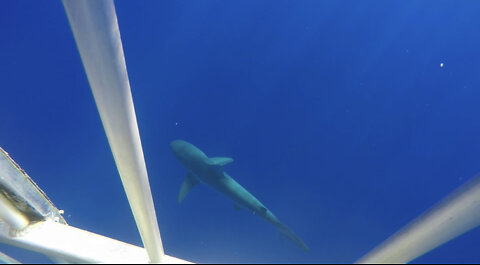 SHARKS! Cage diving-North Shore