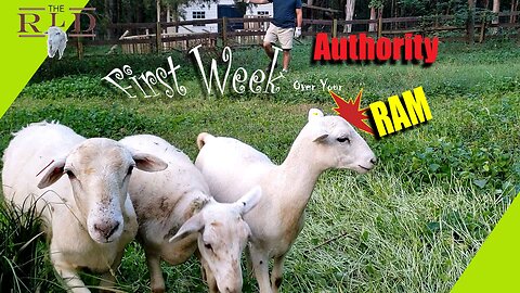 First Week - Authority over your RAM!