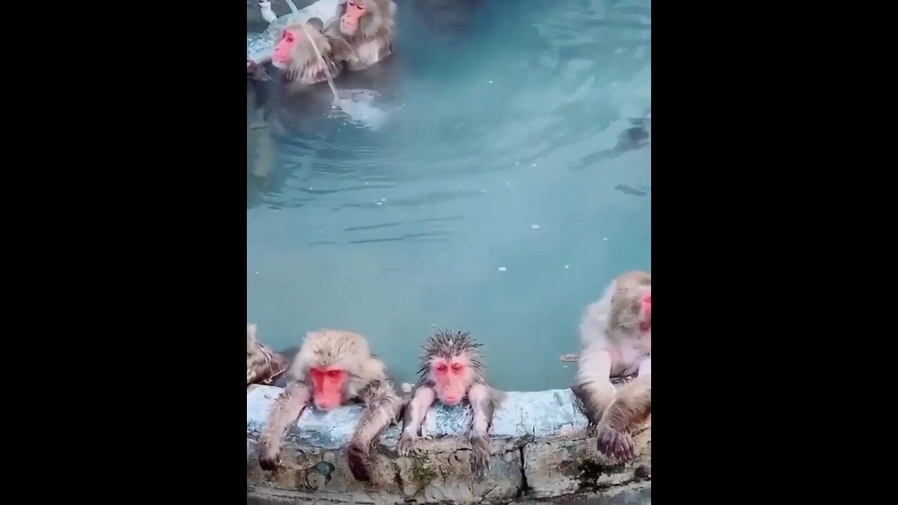 Zen monkeys￼