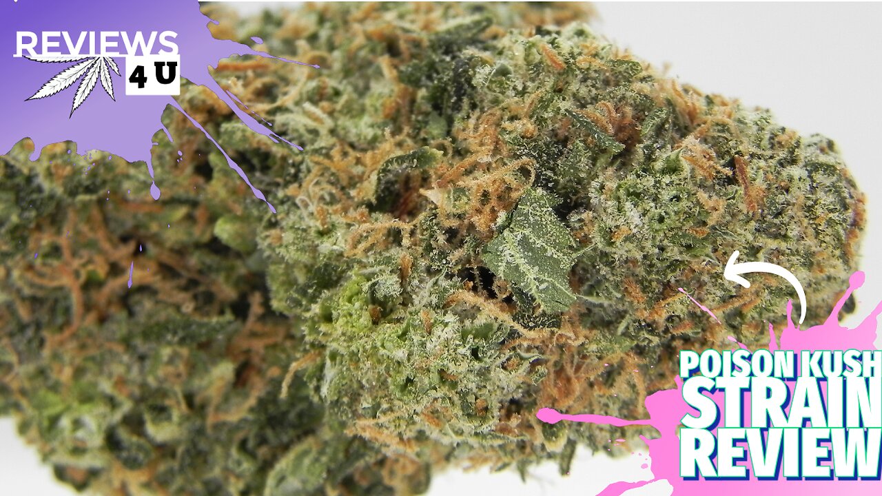 POISON KUSH ☠ STRAIN REVIEW | REVIEWS 4 U - BUD LAFLEUR