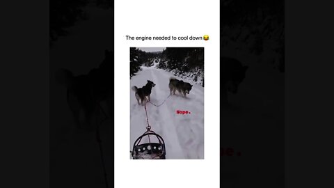 Engine 1 is ready! Engine 2 is too hot, needs to cool down 🐺😂