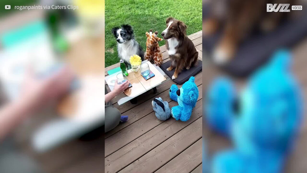Ce chien sait trinquer comme un chef