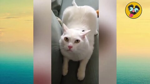 Cat riding a horse