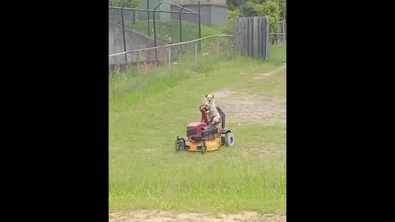 Just A Dog Mowing The Lawn