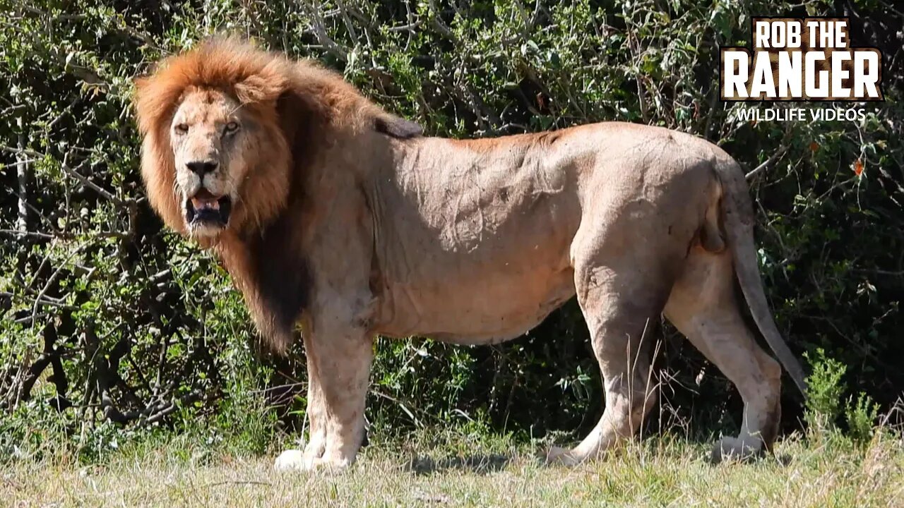 Nomadic Lion "Jesse" | Lalashe Maasai Mara Safari