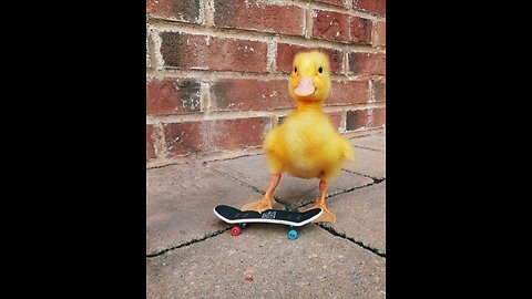 The Runaway Duckling