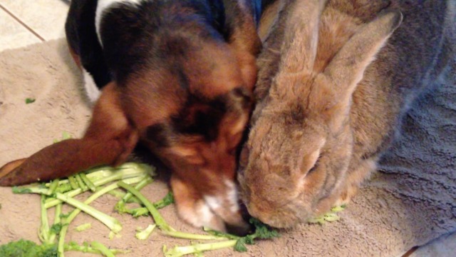 Sneaky Dog Has Some Serious Sharing Issues When It Comes To Kale