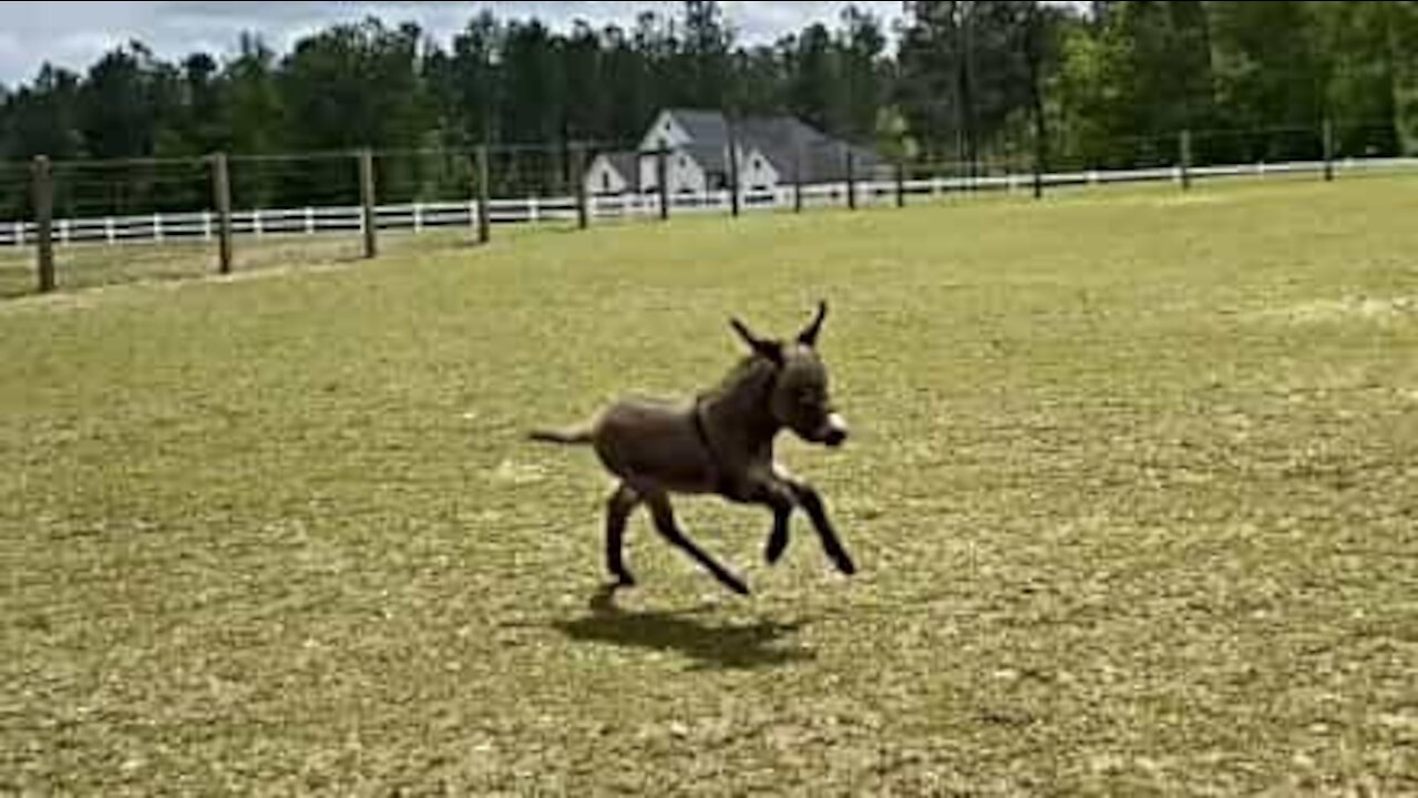 Burra pequena é rápida como uma égua!