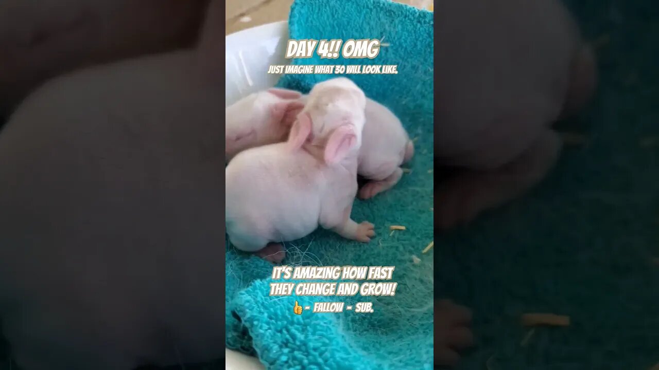 So.... when's the ugly phase? #rabbit #share #viral #subscribe #cute #baby #like #kids