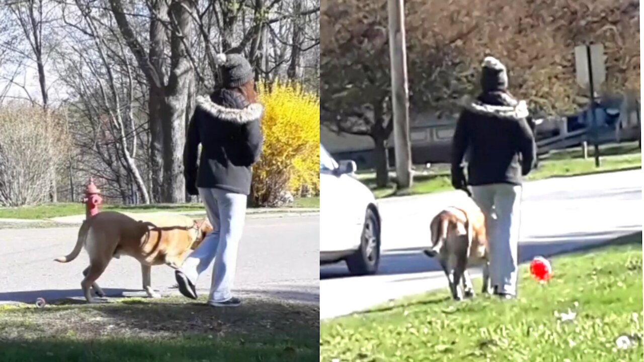 The dog is not afraid of danger protecting its owner on the curb