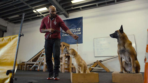 Modern Dog Training system - Advanced Leadership System for canine