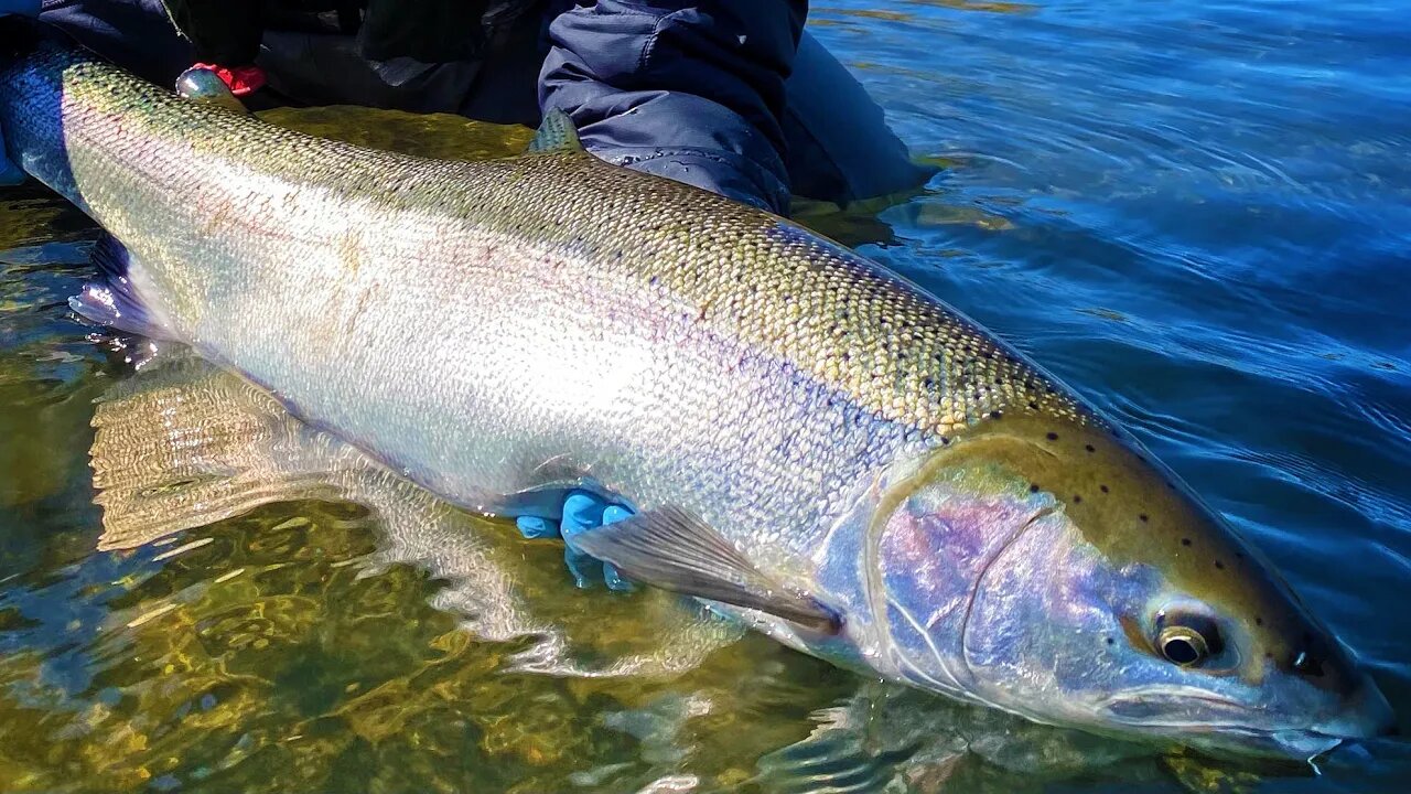 STEELHEAD Fishing Leaders & Gear PREP! (Ft. Special Guest)