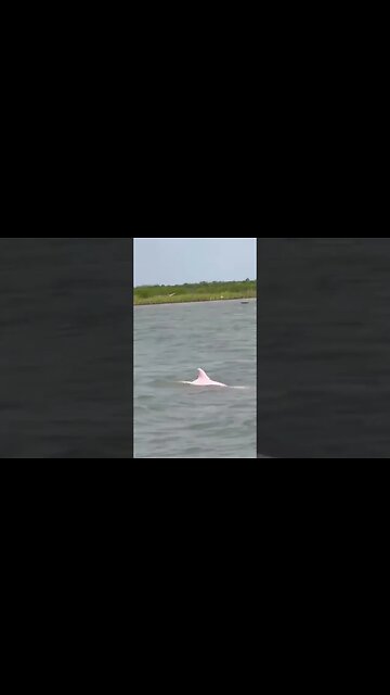 A man on a fishing trip in Louisiana spotted what appeared to be a rare, pink dolphin.