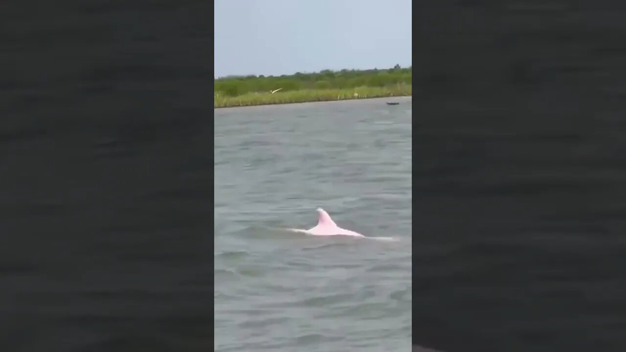 A man on a fishing trip in Louisiana spotted what appeared to be a rare, pink dolphin.