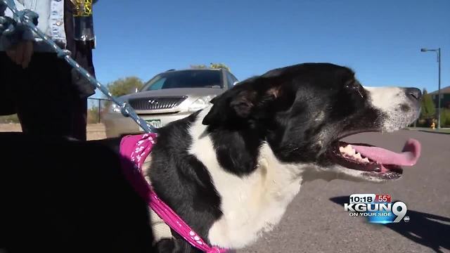 Arizona lawmaker seeks ban on driving with pets on laps