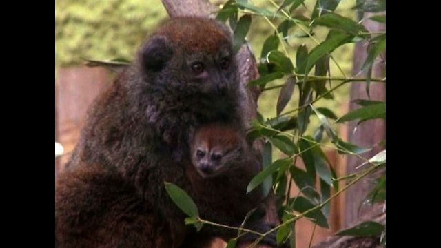 Rare Baby Lemur...And A Messy Divorce