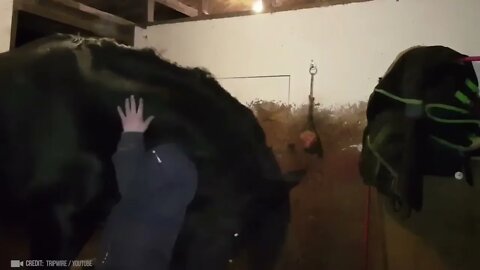 Animals Reunited With Owner After Years !-4
