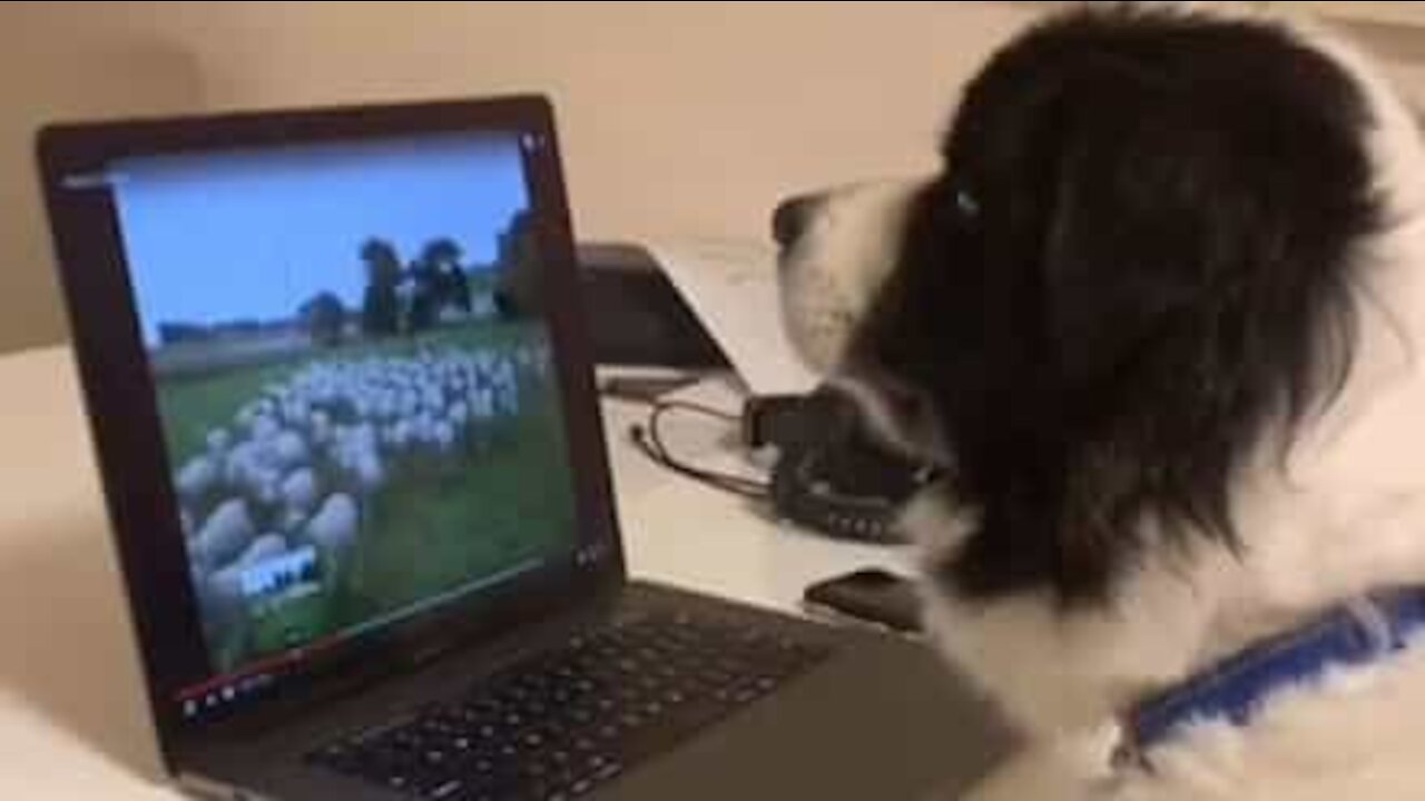 Ce chien de berger fait du télétravail en confinement !