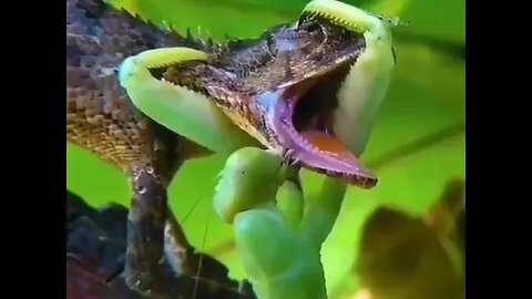 Watch as the Hunter becomes the Hunted