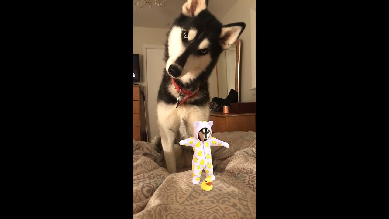 Husky super confused by sound of baby's laugh