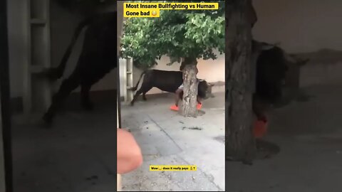Most Insane Bullfighting vs a human Gone bad 😳#subs #wildlife #shorts #bull #bullfight #animals