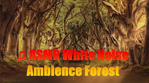 ♫ ASMR White Noise, Full of Positive Energy, the Sound of Insects, Birds in Nature Ambience Forest