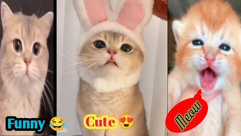 Cute And Funny Cat Videos