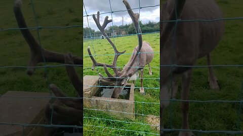 Reindeer pees while drinking water