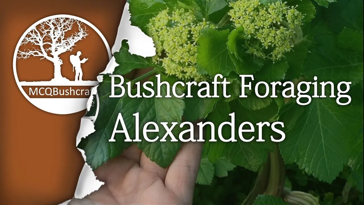Bushcraft Foraging Edible Plants - Alexanders