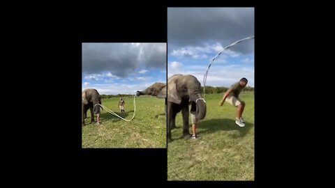 elephants and jump rope