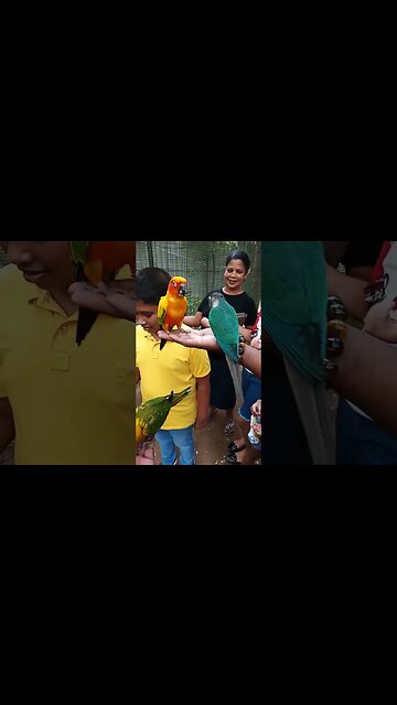 Feeding parrots in hand. 🥰