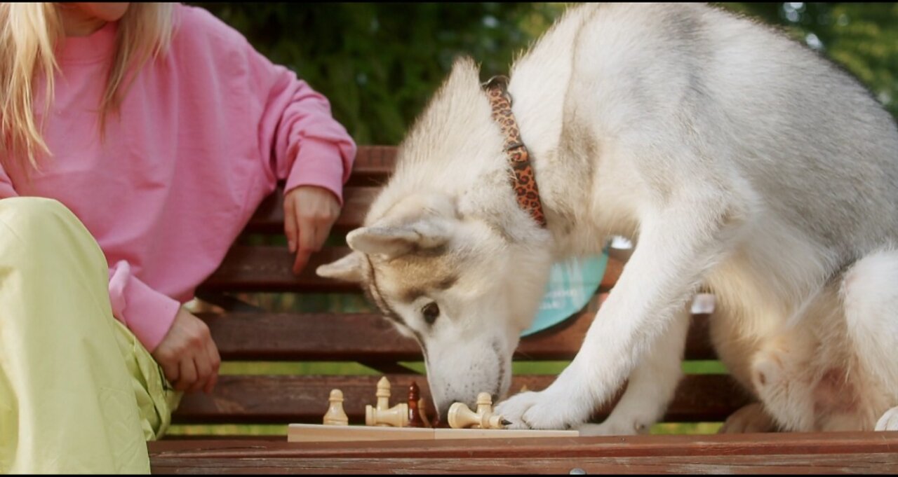 Girl Playing Chess ♟️ With Their 🐶 Dog Broomo