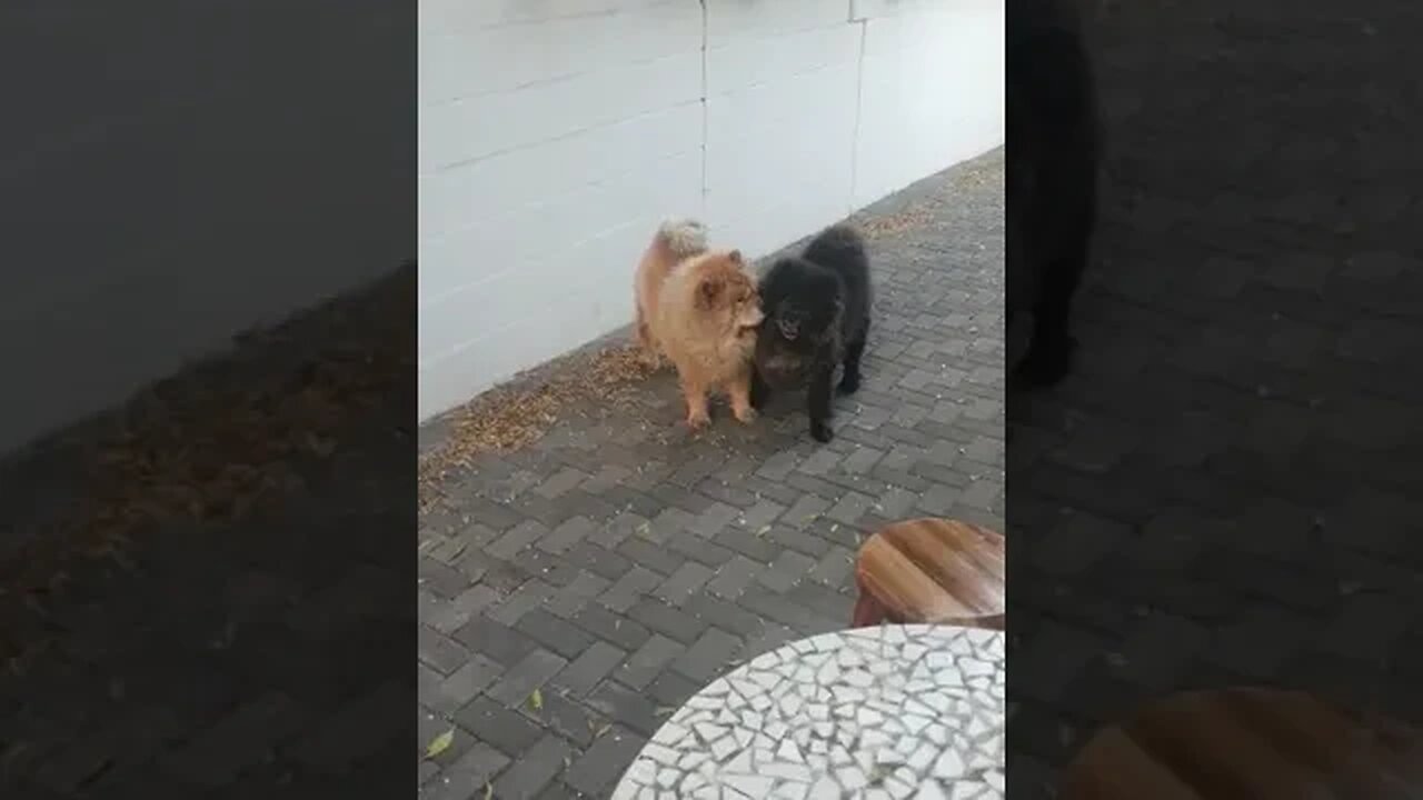 Happy playing Chow Chow dogs