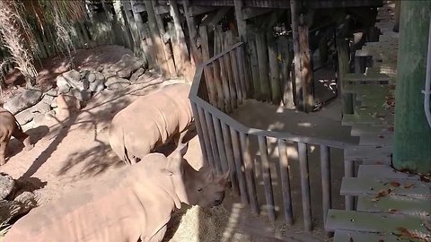 How ZooTampa ensures accidents like children falling into a rhino enclosure don't happen