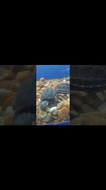 Tiny Turtles 🐢🐢 #cute #pets