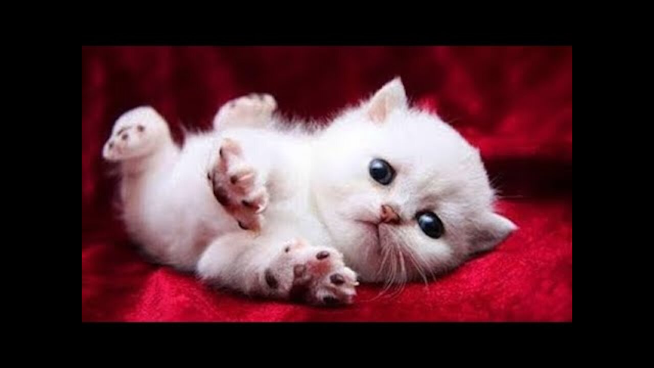 cute cat or kitten funny reaction