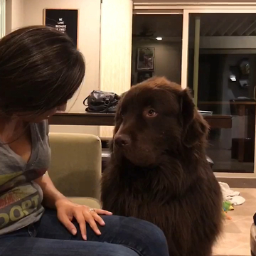 Big Dog Is Having None Of His Owner's Apologies