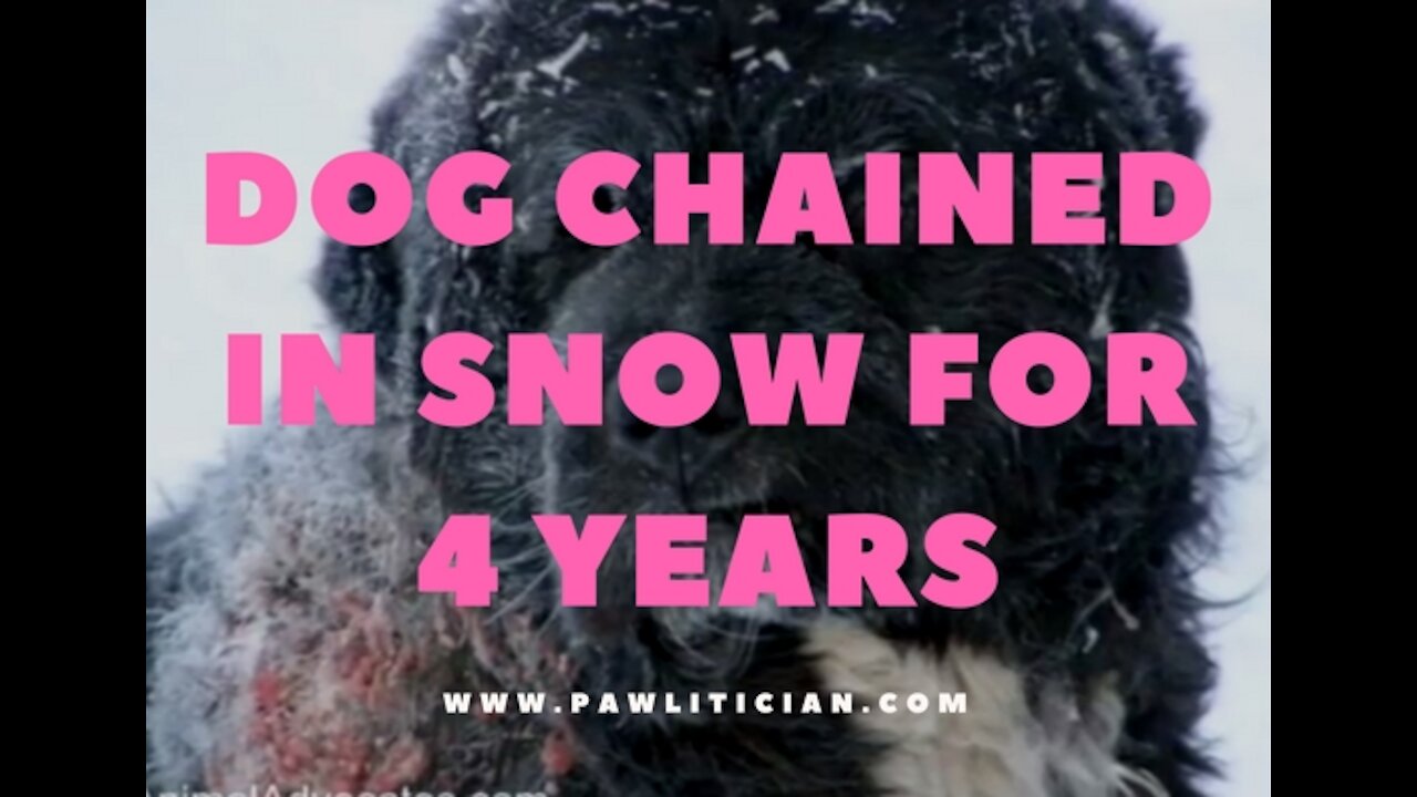 Dog Rescued Chained in Snow