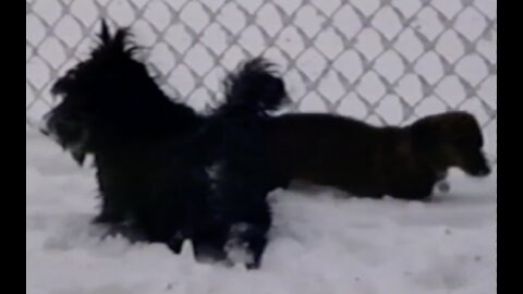 Howell - Snow Day: Angus and Wagner