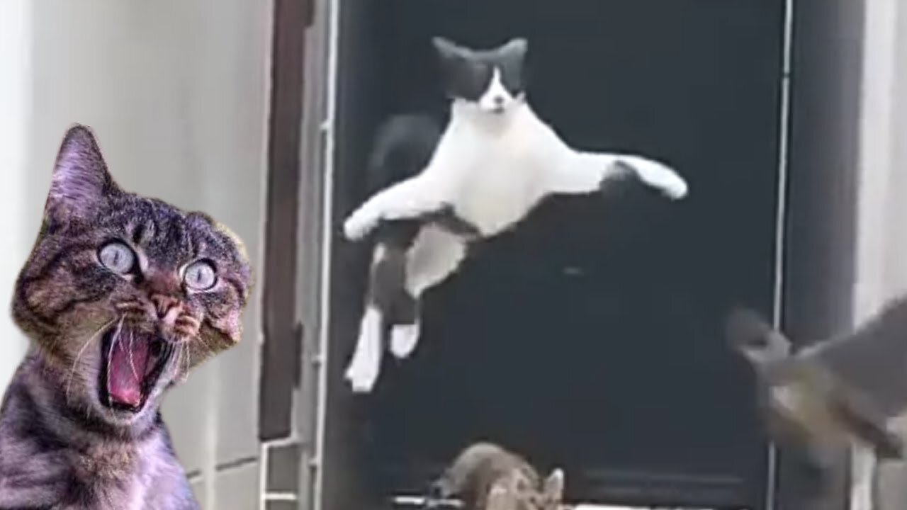 BEST DANK CAT MEMES COMPILATION OF 2020 PART 10
