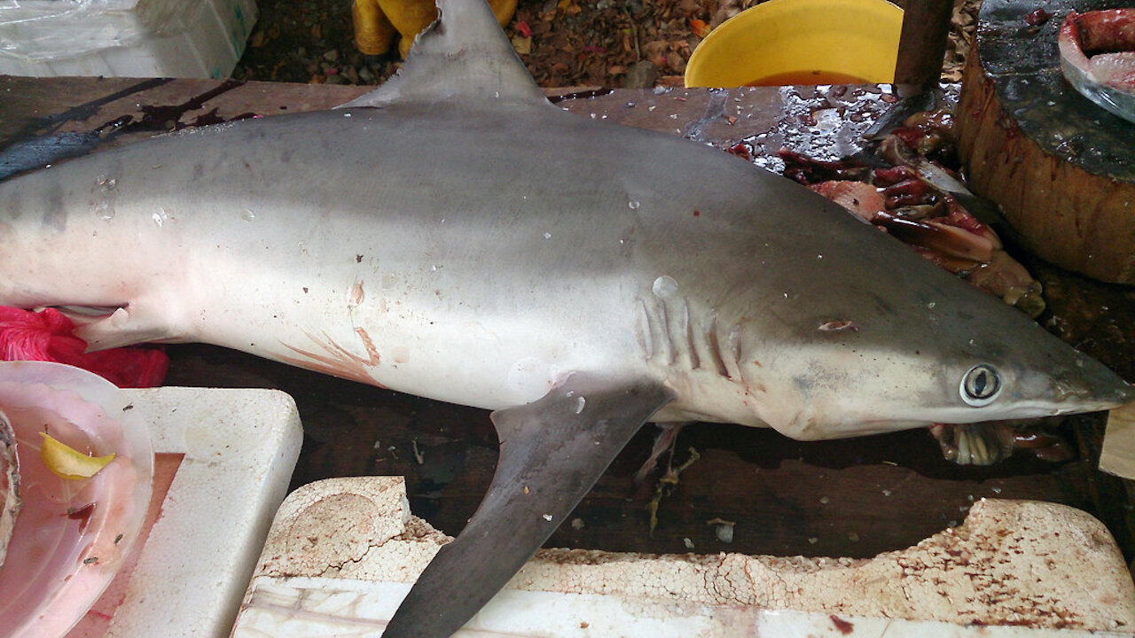 Cut and Clean a SHARK!