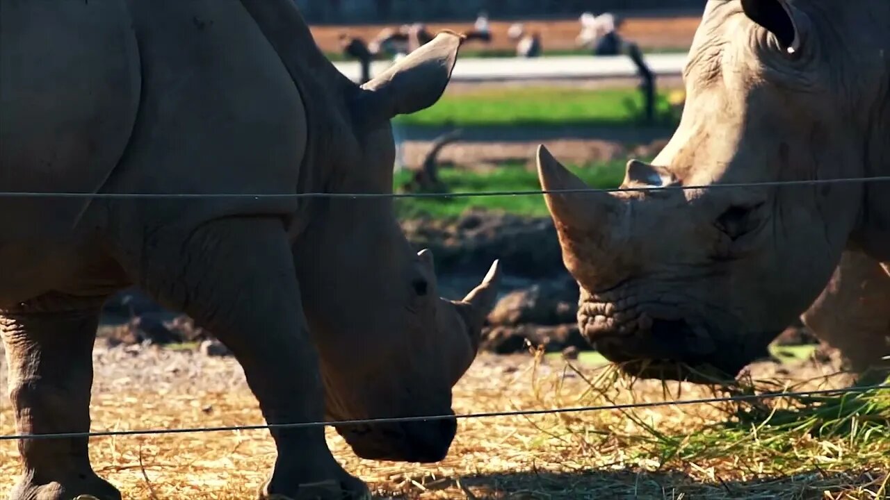 A normal rhino can only see about 15 meters.10