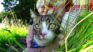 Affectionate Little Cat Sits in My Arms at the Picnic