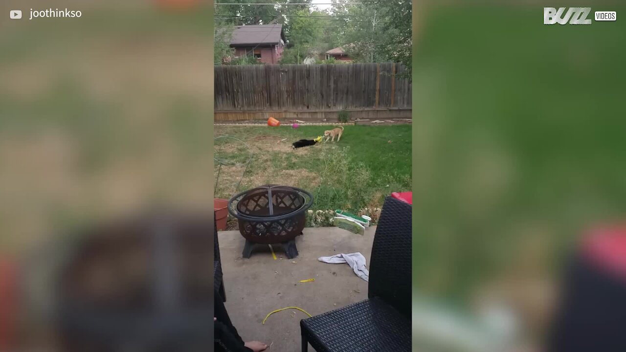 Puppy beats older dog at tug-of-war